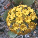 Abronia latifolia Flower