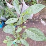 Solanum aethiopicum Yaprak