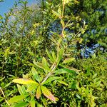 Berberis julianae 叶