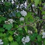 Crataegus marshallii Leaf