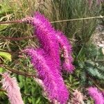 Sanguisorba hakusanensis Květ