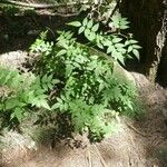 Rubus fraxinifolius Hábito