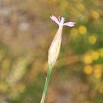 Petrorhagia prolifera Flor