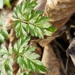 Chaerophyllum hirsutum Fuelha