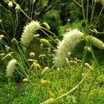 Sanguisorba alpina Beste bat
