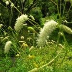 Sanguisorba alpina Flower