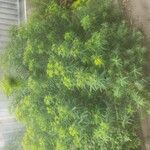 Euphorbia platyphyllos অভ্যাস
