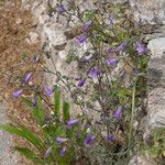 Campanula sibirica ᱥᱟᱠᱟᱢ