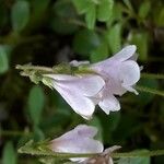 Linnaea borealis Flower
