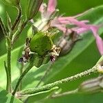 Lychnis flos-cuculi Fruit