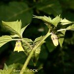 Physalis ixocarpa Muu