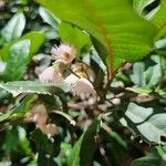 Elaeocarpus reticulatus Blüte