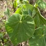 Abutilon grandifolium Foglia