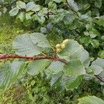 Alnus alnobetula Leaf