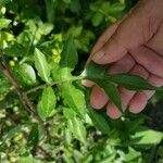 Solanum seaforthianum Feuille