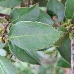 Rhamnus alaternusFolha