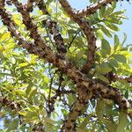 Diospyros batocana Bark