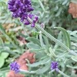 Lavandula angustifoliaപുഷ്പം