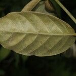 Itzaea sericea Hoja