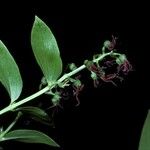 Coriaria myrtifolia 花