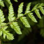 Dryopteris dilatata Фрукт