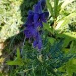 Aconitum napellusFlor