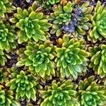 Azorella aretioides Hoja