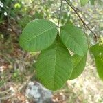 Searsia longipes Leaf