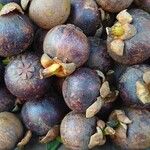 Garcinia mangostana 果實