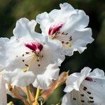 Rhododendron morii Blüte