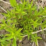 Penthorum sedoides Leaf