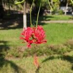 Hibiscus schizopetalus Floro