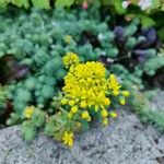 Sedum rupestreFlor