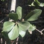 Strychnos madagascariensis Leaf