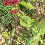 Centranthus ruber Cvet