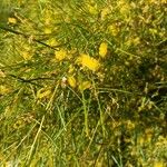 Acacia doratoxylon Flower