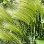 Hordeum jubatum Fulla