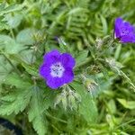 Geranium sylvaticumΛουλούδι