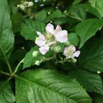 Rubus bipartitus