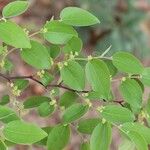 Ziziphus mucronata ഇല