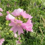 Malva moschataFlower