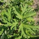 Heracleum sosnowskyi List