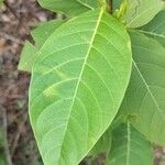Holarrhena pubescens Hoja