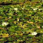 Nymphaea mexicana Habit