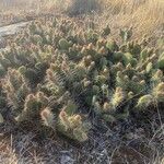 Opuntia polyacantha ശീലം