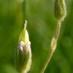 Dichodon viscidum Fruit