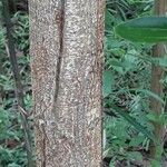 Acacia mangium Кара