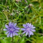 Lactuca floridana Kvet