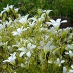 Saxifraga trifurcata Flower