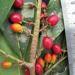 Erythroxylum macrophyllum Fruit